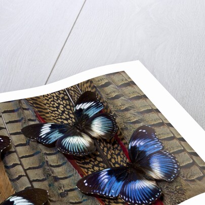 Hypolimas monteironis, the Black-tipped Diadem Butterflies on Pheasant Tail feathers by Anonymous