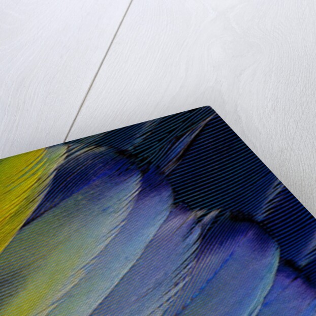 Layering wing Pattern of Eastern Rosella by Anonymous