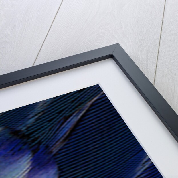 Layering wing Pattern of Eastern Rosella by Anonymous