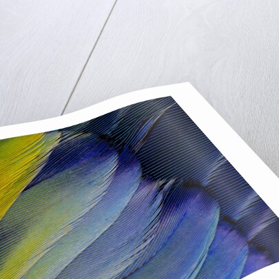 Layering wing Pattern of Eastern Rosella by Anonymous