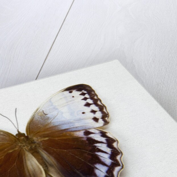 Chocolate Jungle Queen Butterfly Stichopthalma camadeva against white background by Anonymous