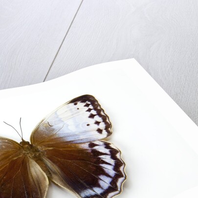 Chocolate Jungle Queen Butterfly Stichopthalma camadeva against white background by Anonymous