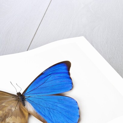 Blue Morpho, Morpho anaxibia from Brazil, comparison half topside other half bottom side by Anonymous