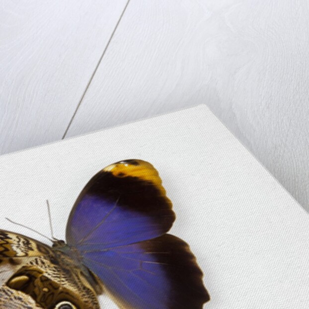 Owl Butterfly, Caligo atreus from Columbia showing half top side & other bottom camo by Anonymous