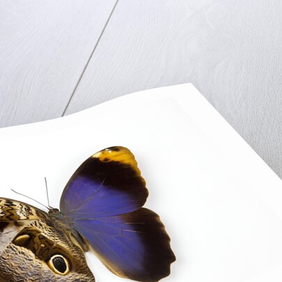 Owl Butterfly, Caligo atreus from Columbia showing half top side & other bottom camo by Anonymous