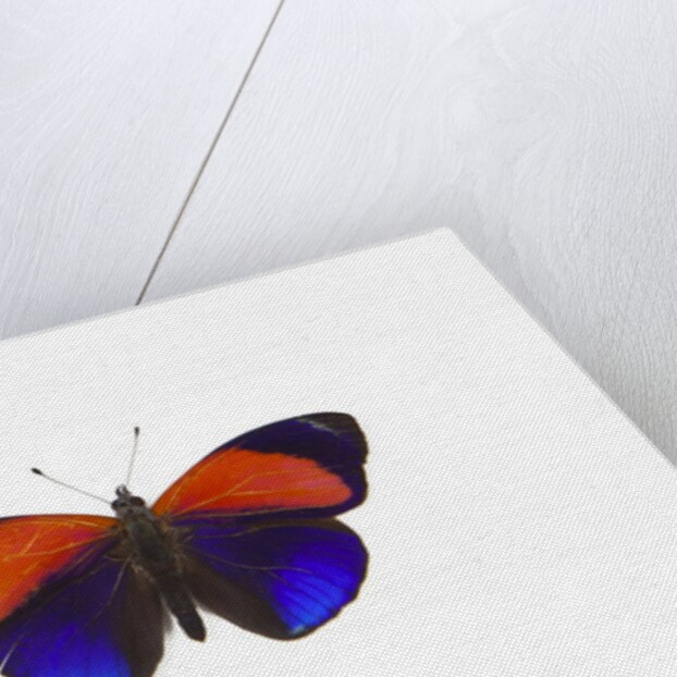 Dotted Glory Butterfly Asterope markii from South America study on White by Anonymous