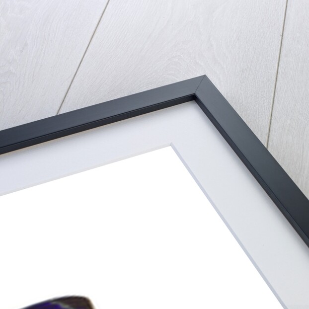 Dotted Glory Butterfly Asterope markii from South America study on White by Anonymous