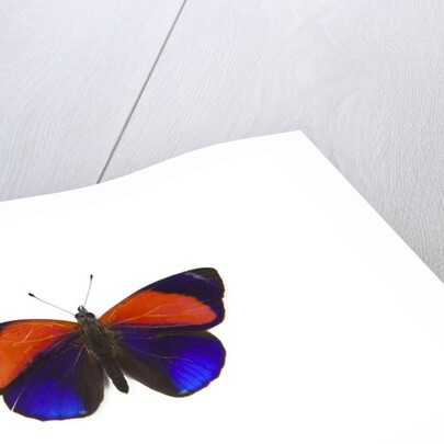 Dotted Glory Butterfly Asterope markii from South America study on White by Anonymous