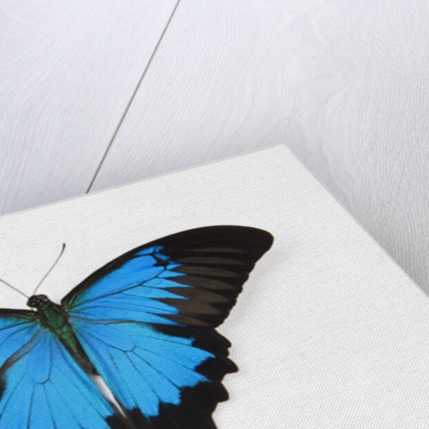 Mountain Blue Swallowtail Butterfly from Australia, Papilio Uysses, male study against white backgro by Anonymous