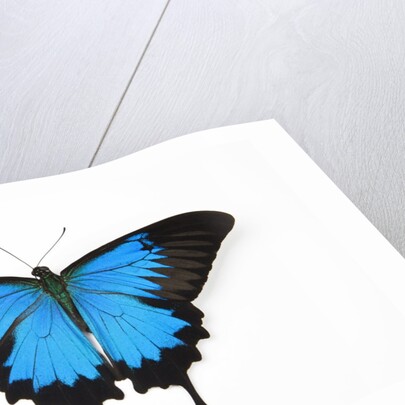 Mountain Blue Swallowtail Butterfly from Australia, Papilio Uysses, male study against white backgro by Anonymous