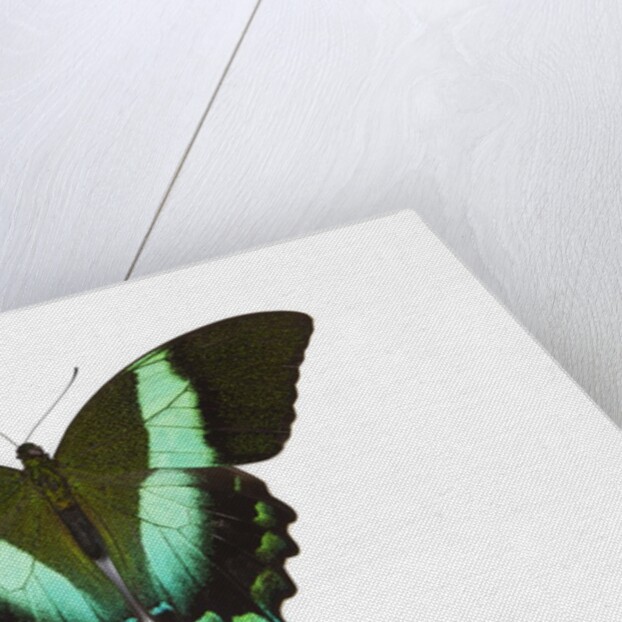 Peacock swallowtailed butterfly Papilio blumei study against white background by Anonymous