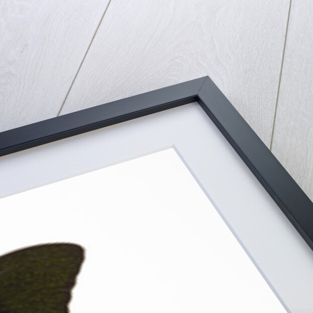 Peacock swallowtailed butterfly Papilio blumei study against white background by Anonymous