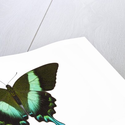 Peacock swallowtailed butterfly Papilio blumei study against white background by Anonymous