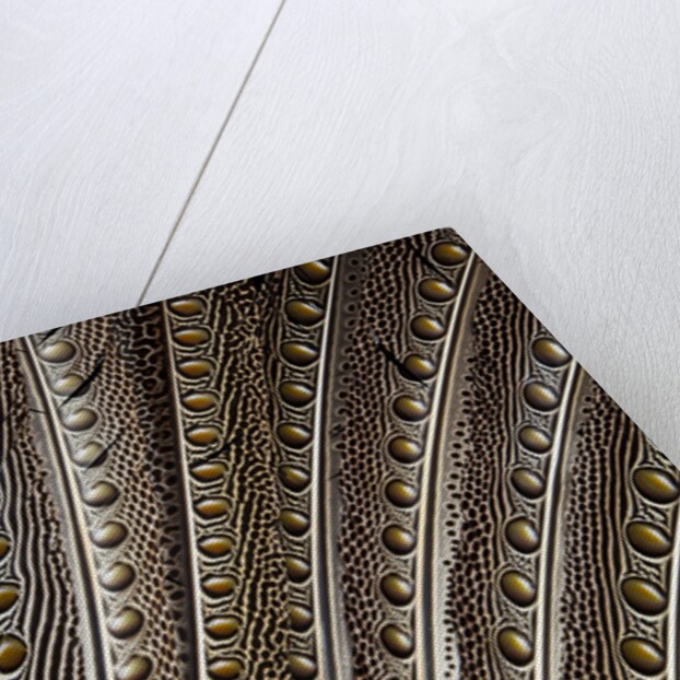 The beautiful wing feathers of Argus Phesant by Anonymous