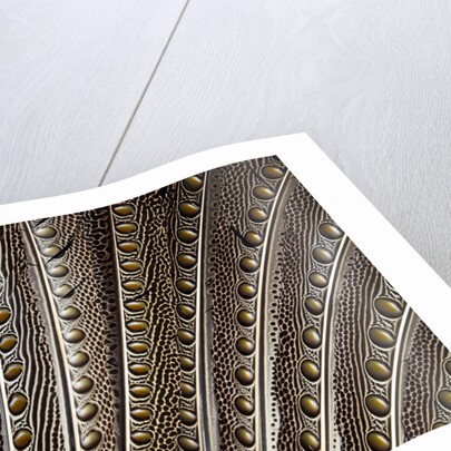 The beautiful wing feathers of Argus Phesant by Anonymous