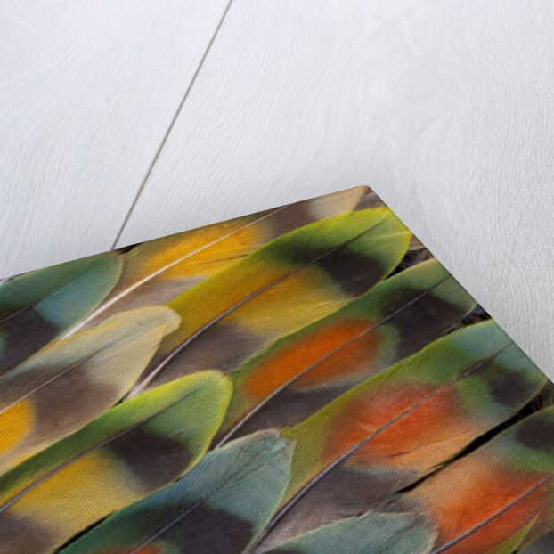 Tail feather design and pattern of many varities of Lovebirds by Anonymous