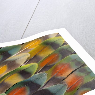 Tail feather design and pattern of many varities of Lovebirds by Anonymous