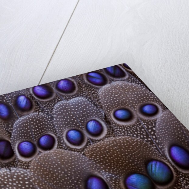 Blue Morpho resting on tail feather design of the Grey's Peacock Pheasant by Anonymous