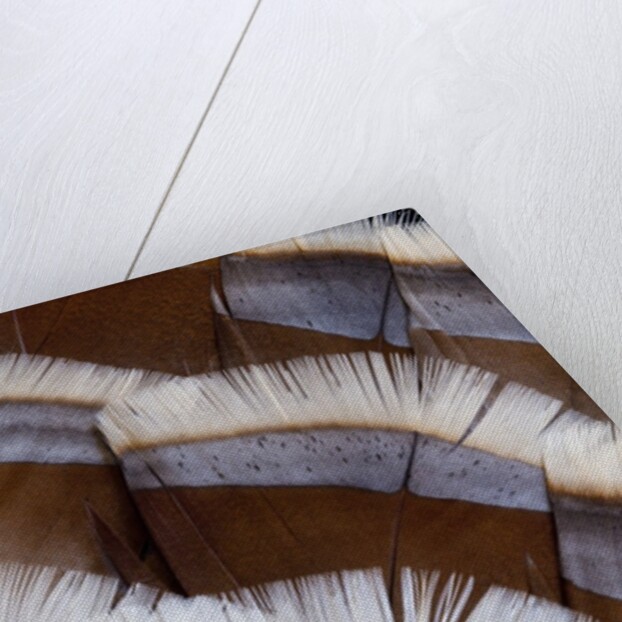 Tail feather design of Lavender Turkey by Anonymous