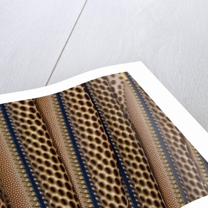 The beautiful wing feathers of Argus Phesant by Anonymous