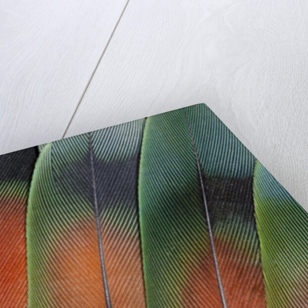 Tail feathers fanned out Lovebird by Anonymous