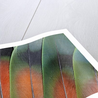 Tail feathers fanned out Lovebird by Anonymous