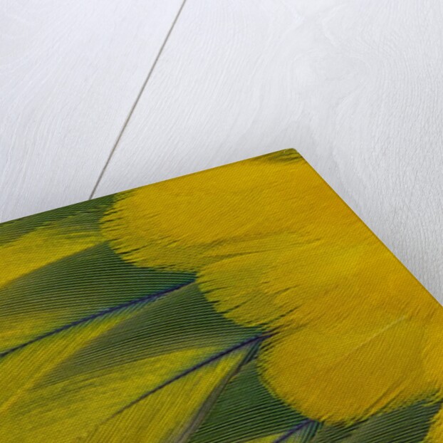 Fanned out wing feathers in blue, green and yellow of Sun Conure by Anonymous