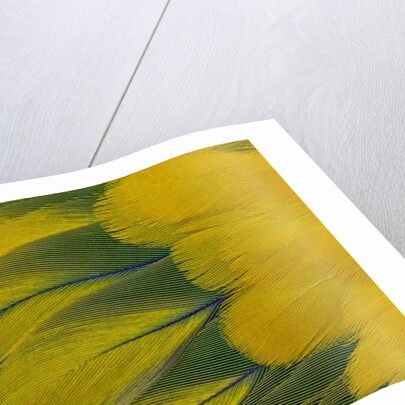 Fanned out wing feathers in blue, green and yellow of Sun Conure by Anonymous