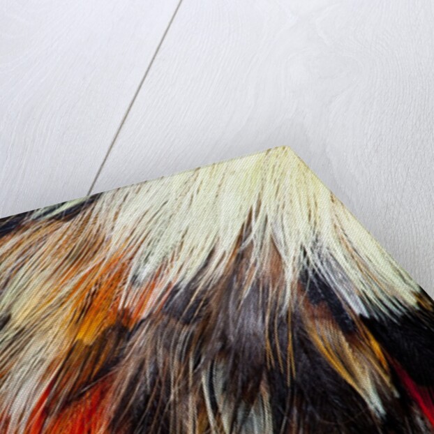 Colorful feathers of Collared Aracari by Anonymous