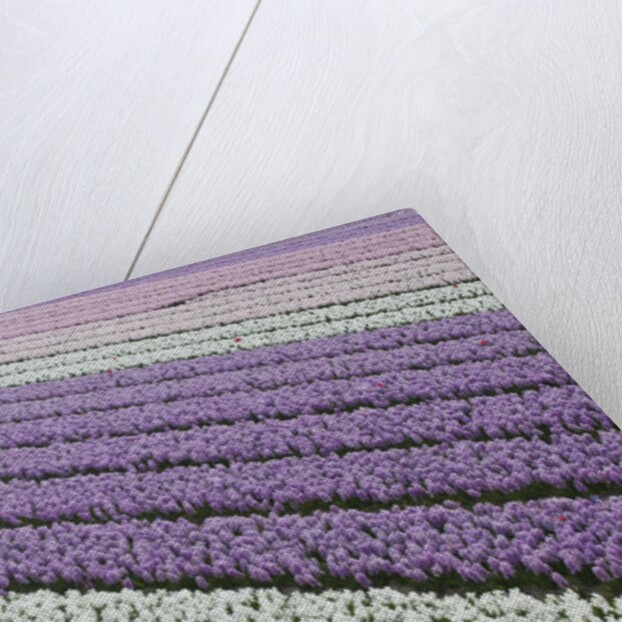 Rows of colorful Hyacinths grown as crop in Lisse, Netherlands (Holland) by Anonymous