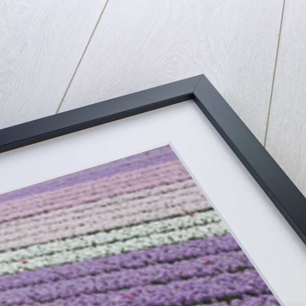 Rows of colorful Hyacinths grown as crop in Lisse, Netherlands (Holland) by Anonymous