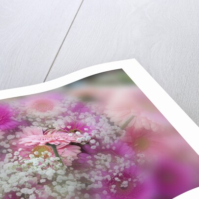 Gerber Daisy arrangement with selective focus by Anonymous
