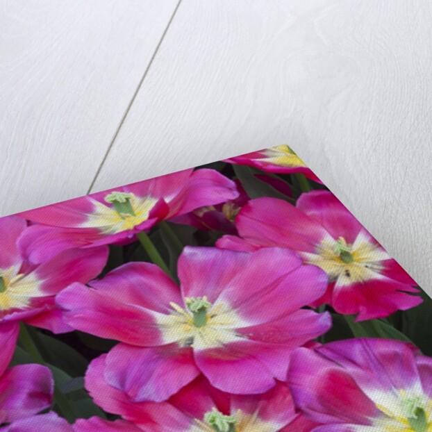 Bright pink tulips with there blooms open display gardens Kuekenhof, Netherlands by Anonymous