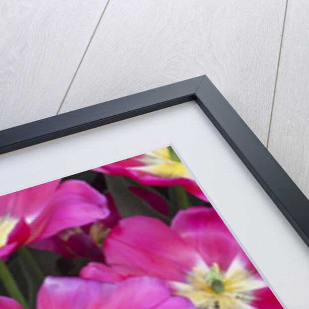 Bright pink tulips with there blooms open display gardens Kuekenhof, Netherlands by Anonymous
