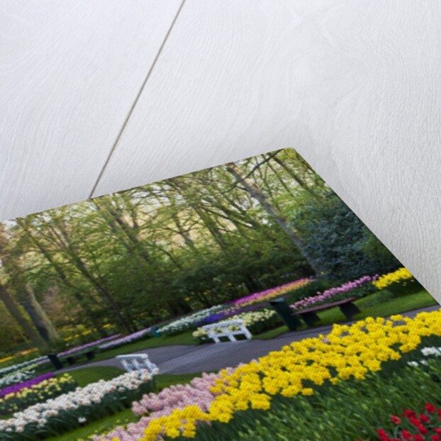 Keukenhof Gardens near Lisse in springtime bloom by Anonymous