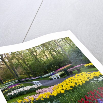 Keukenhof Gardens near Lisse in springtime bloom by Anonymous