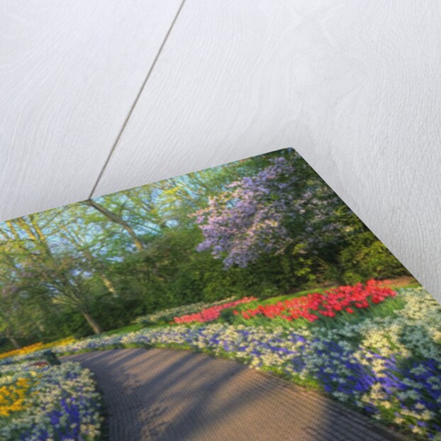 Springtime colors and pathway in Kuekenhof gardens with Hyacinths, Daffodils, Tulips Holland (Nether by Anonymous