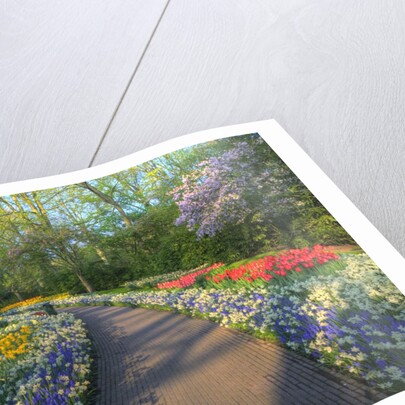 Springtime colors and pathway in Kuekenhof gardens with Hyacinths, Daffodils, Tulips Holland (Nether by Anonymous
