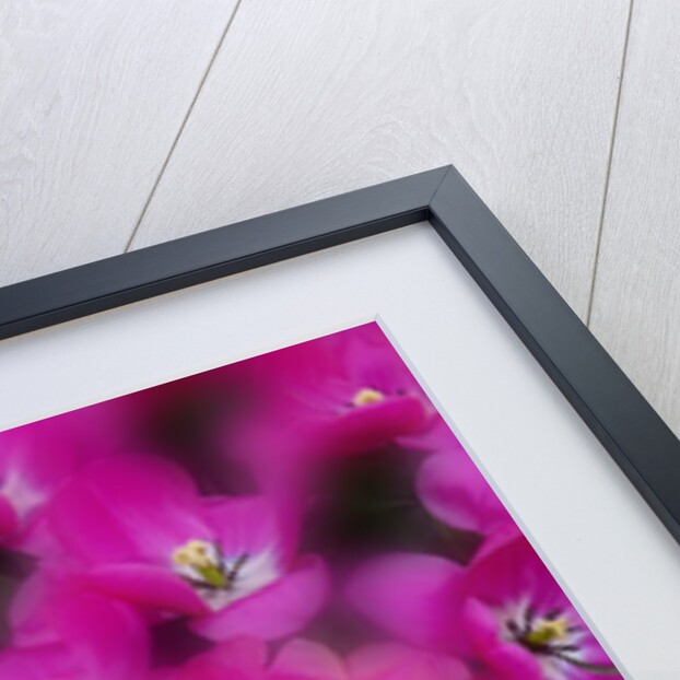 Bright pink tulips with there blooms open display gardens Kuekenhof, Netherlands by Anonymous