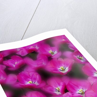 Bright pink tulips with there blooms open display gardens Kuekenhof, Netherlands by Anonymous