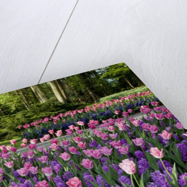 Keukenhof Gardens near Lisse in springtime bloom by Anonymous