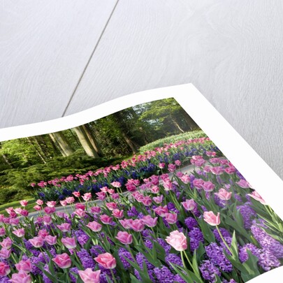 Keukenhof Gardens near Lisse in springtime bloom by Anonymous