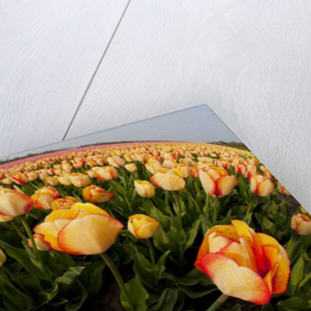 North Holland, Netherlands, springtime tulips fields in Orange tones by Anonymous