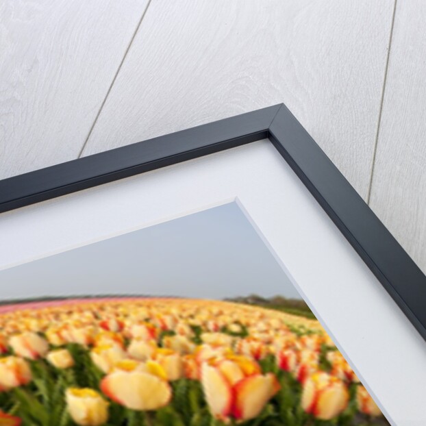 North Holland, Netherlands, springtime tulips fields in Orange tones by Anonymous