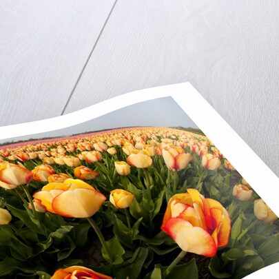 North Holland, Netherlands, springtime tulips fields in Orange tones by Anonymous