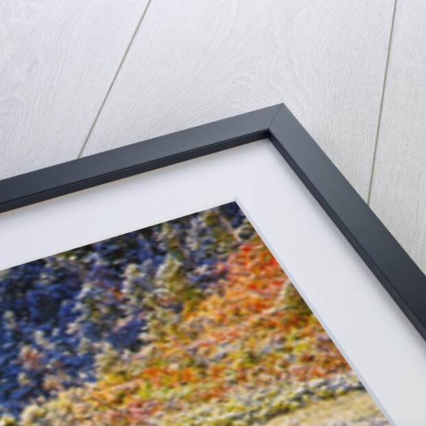 snow adds beauty to fall colors and deer, Paradise Park, Mt. Rainier National Park, Washignton State by Anonymous