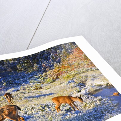 snow adds beauty to fall colors and deer, Paradise Park, Mt. Rainier National Park, Washignton State by Anonymous