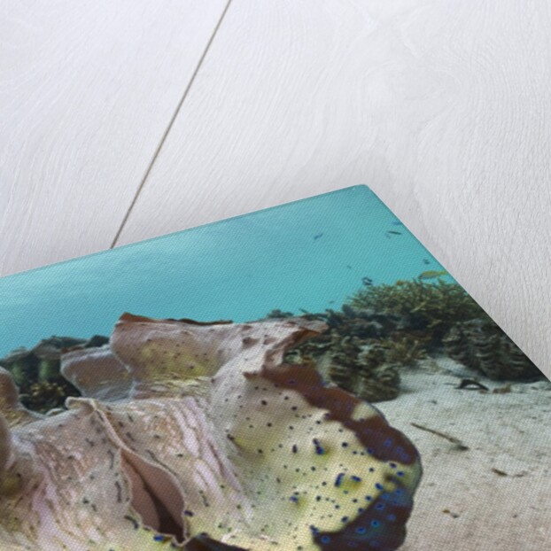 Giant Clam (Tridacna squamosa) by Anonymous