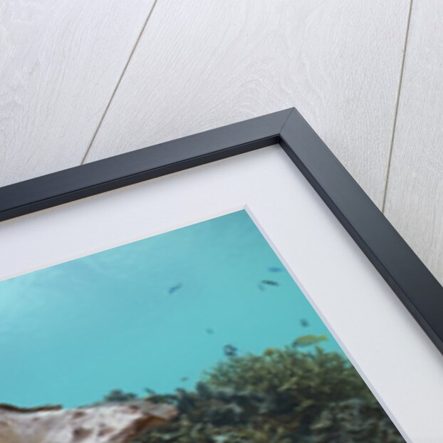 Giant Clam (Tridacna squamosa) by Anonymous