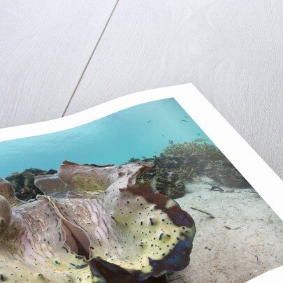 Giant Clam (Tridacna squamosa) by Anonymous